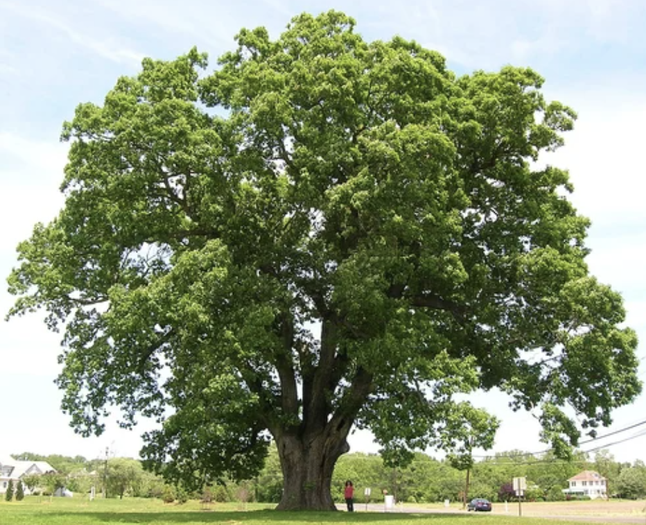 Oak-tree