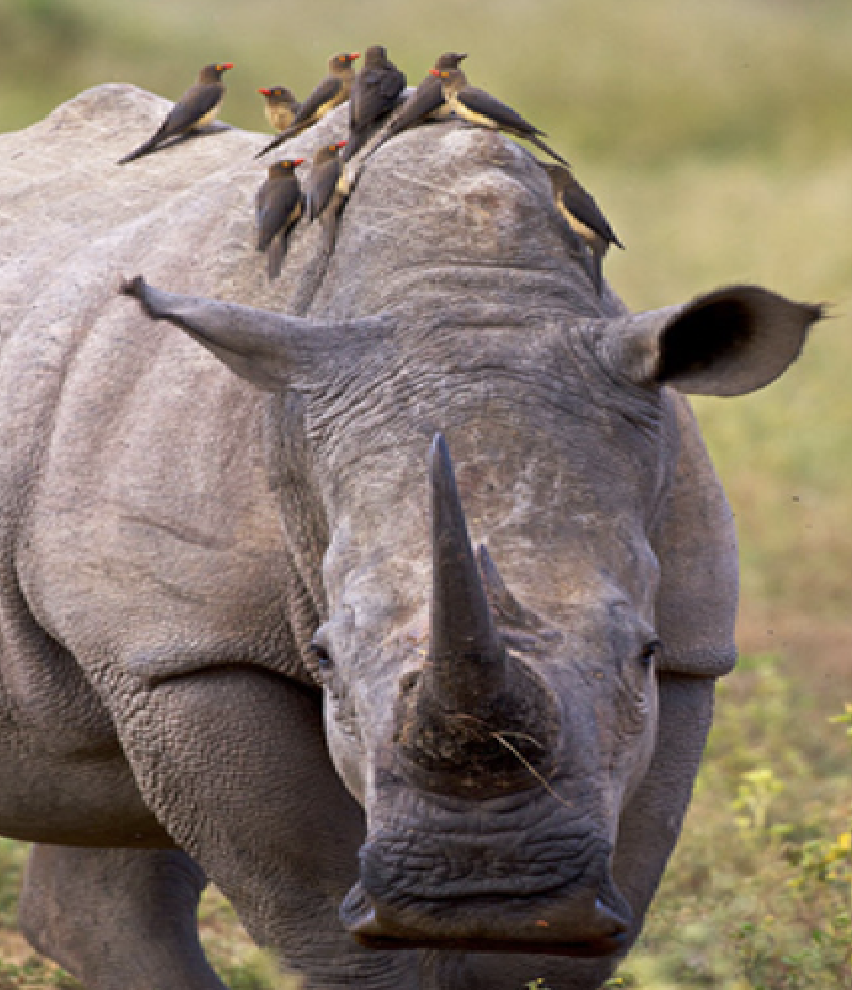 Oxpeckers